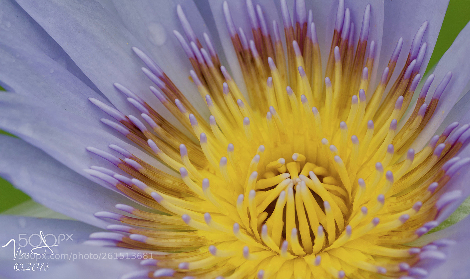 Nikon D750 sample photo. Macro detail photography