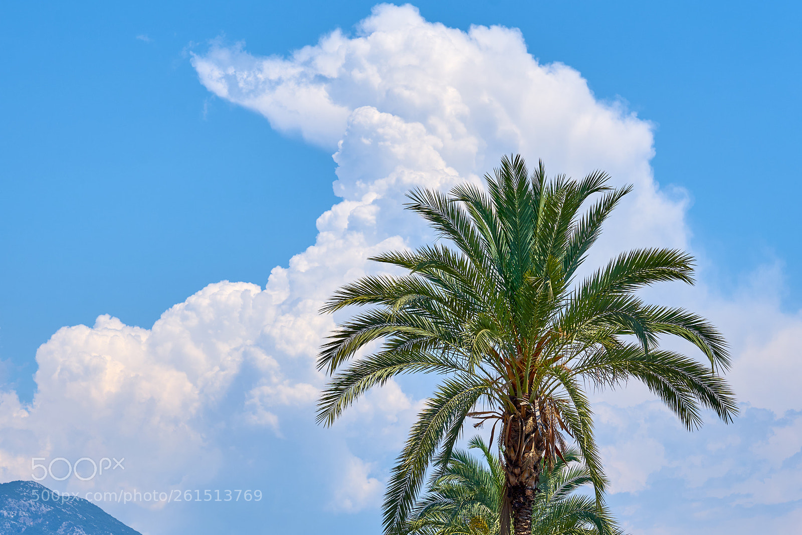 Sony a7 sample photo. Palm, cloud and mountain photography