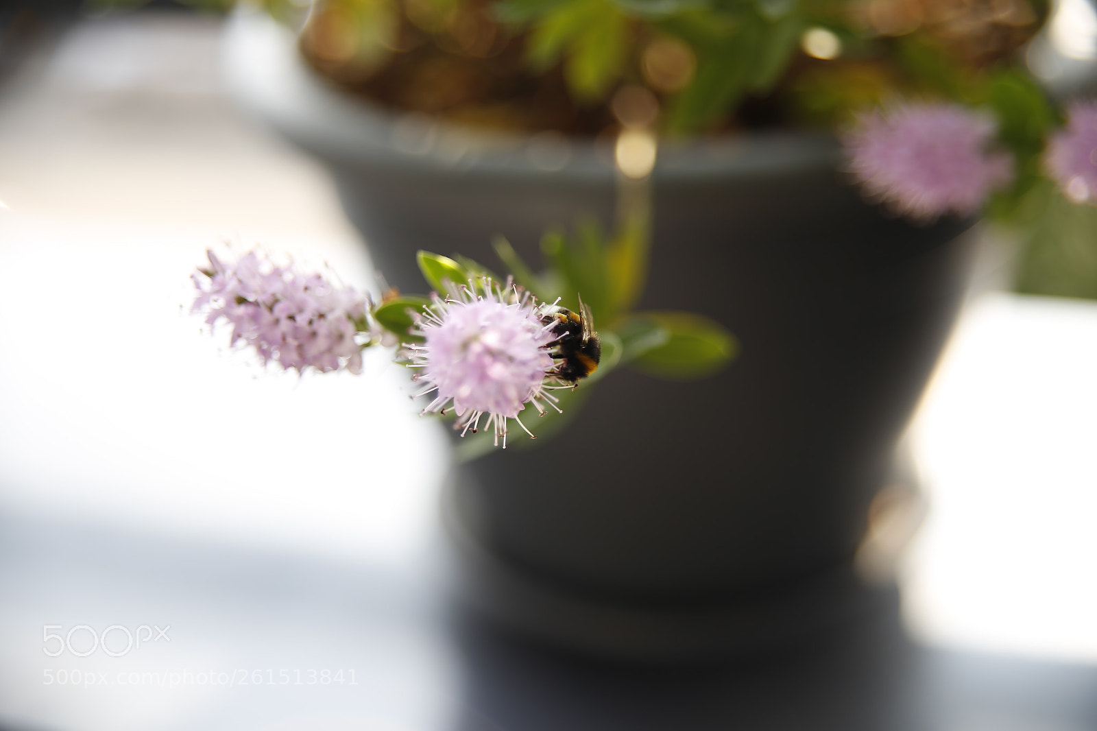 Canon EOS 6D sample photo. Flower photography