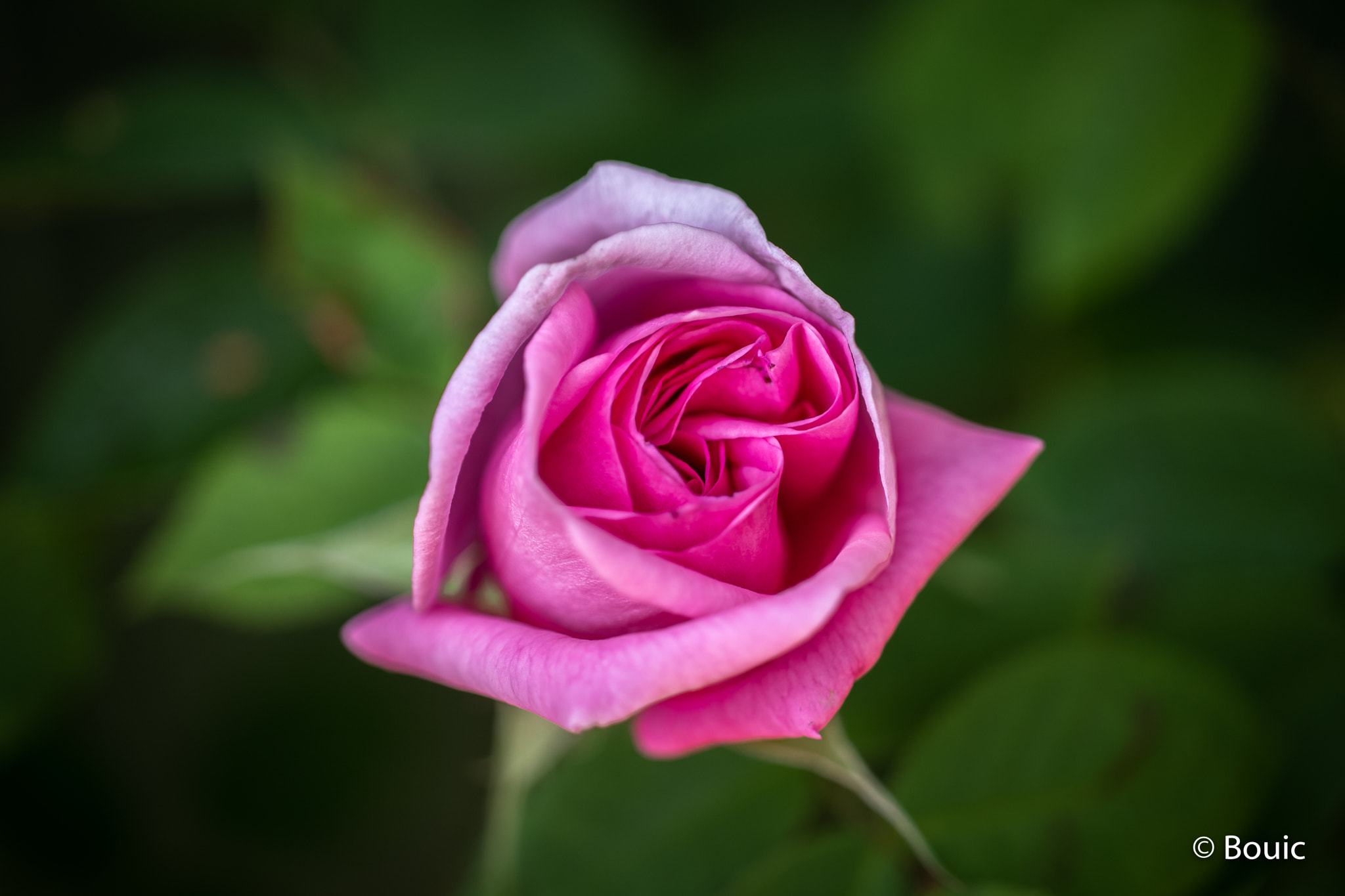 Leica CL sample photo. Madame pierre isaac rose photography