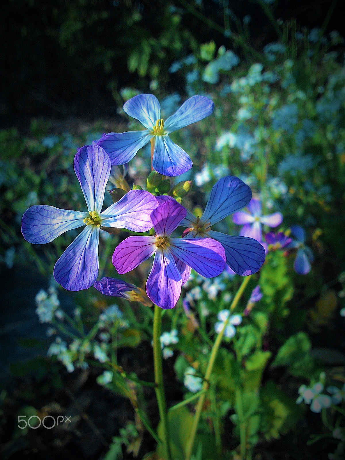 ASUS ZenFone 4 (A400CG) sample photo