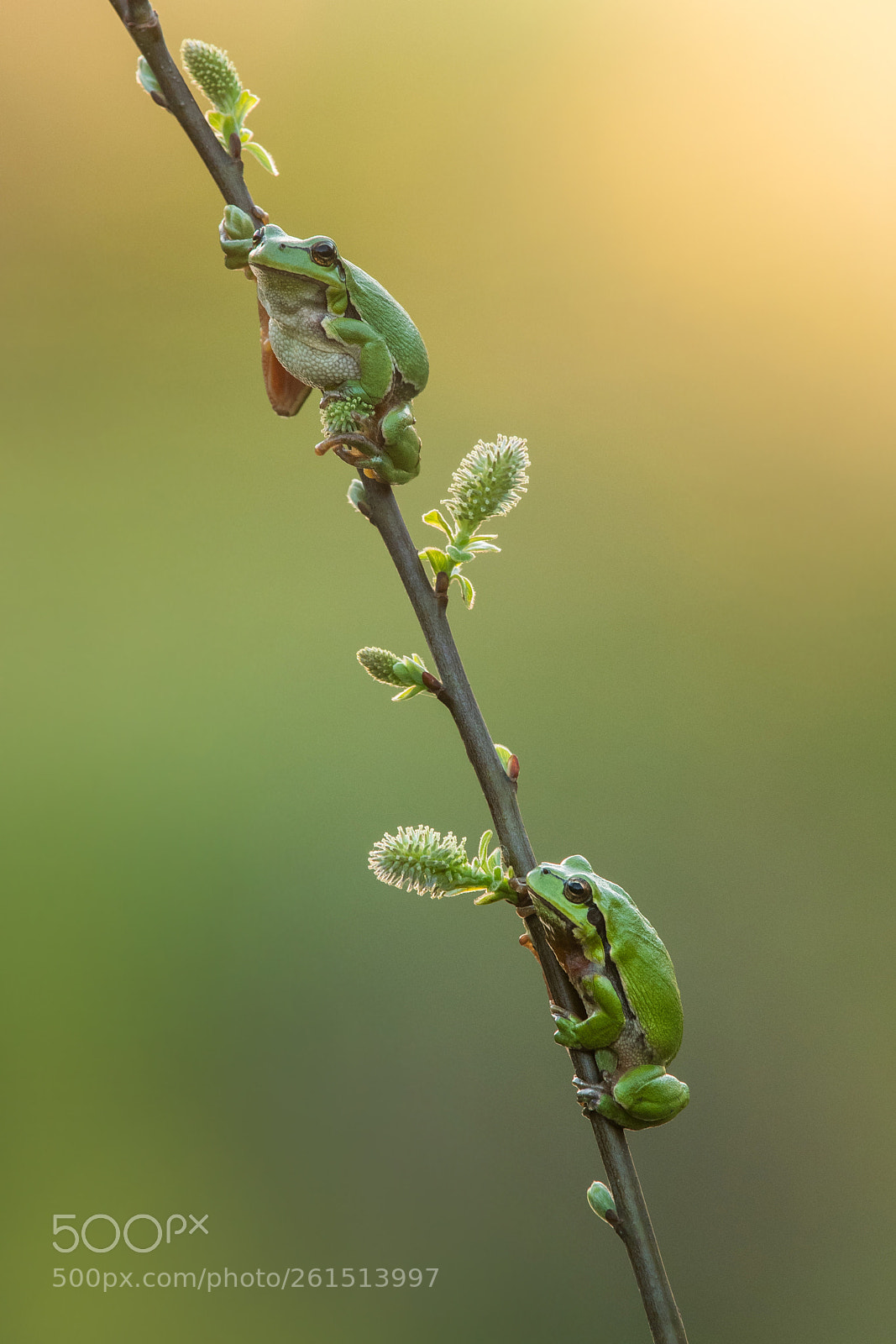 Nikon D500 sample photo. European tree frog photography