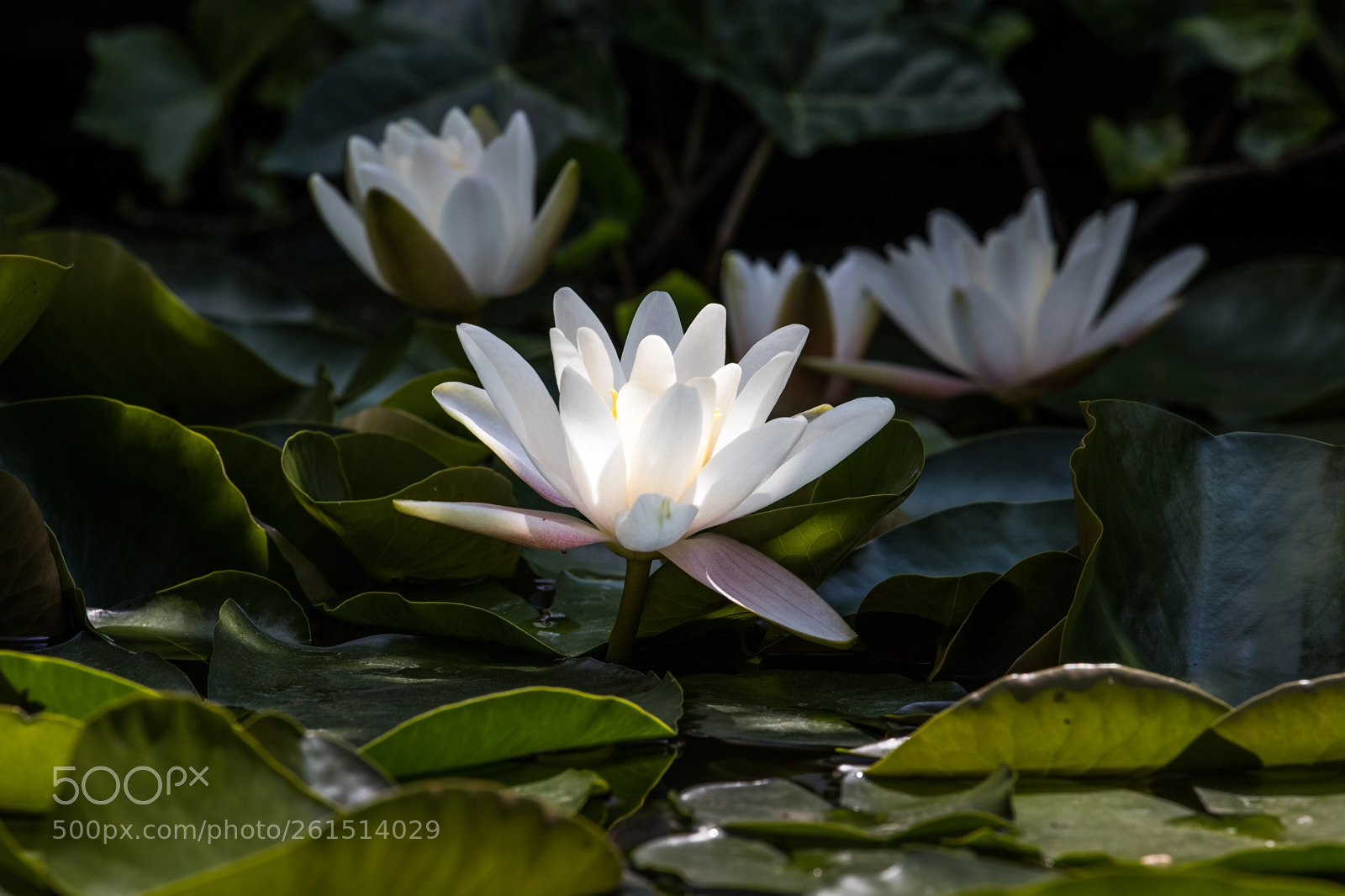 Canon EOS 6D Mark II sample photo. I'm the most beautiful photography