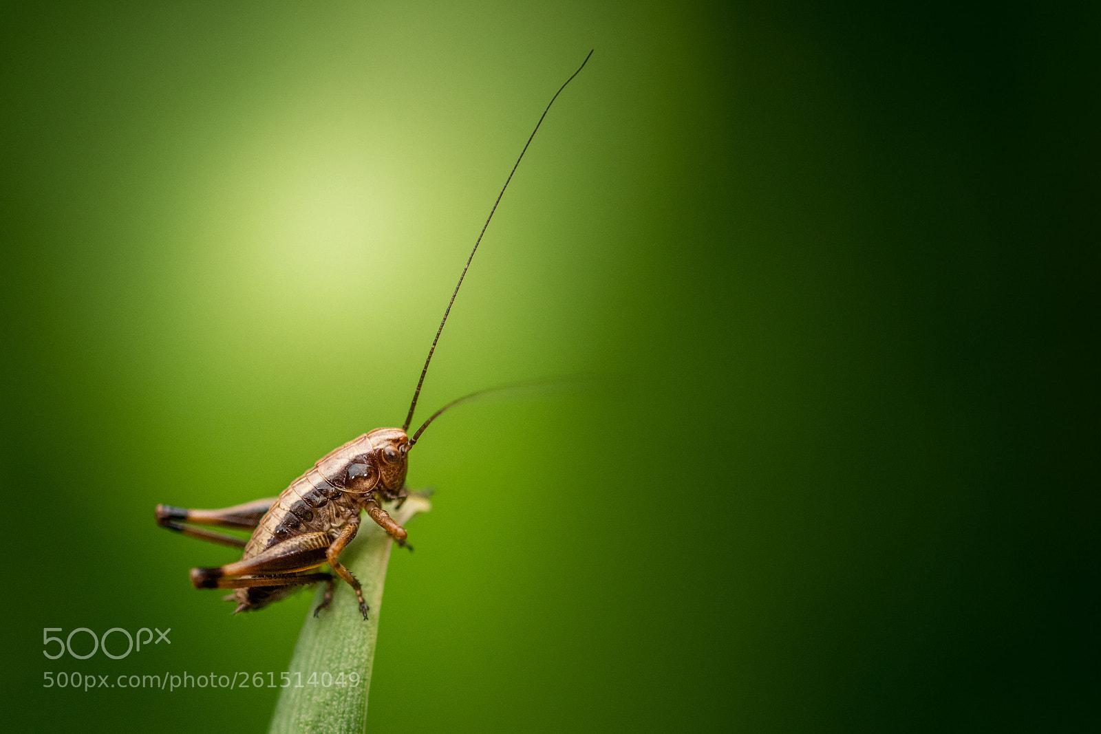 Nikon D500 sample photo. Dark bush-cricket nymph photography