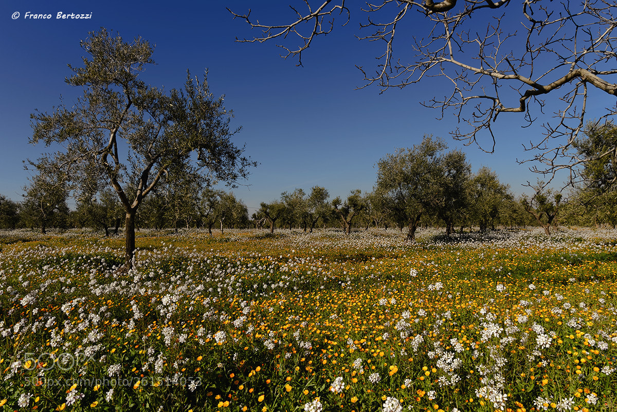Nikon D610 sample photo. Flowers and olive trees photography