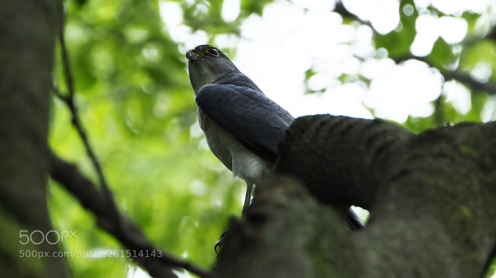 Olympus OM-D E-M1 Mark II sample photo. Terminate work temporarily photography