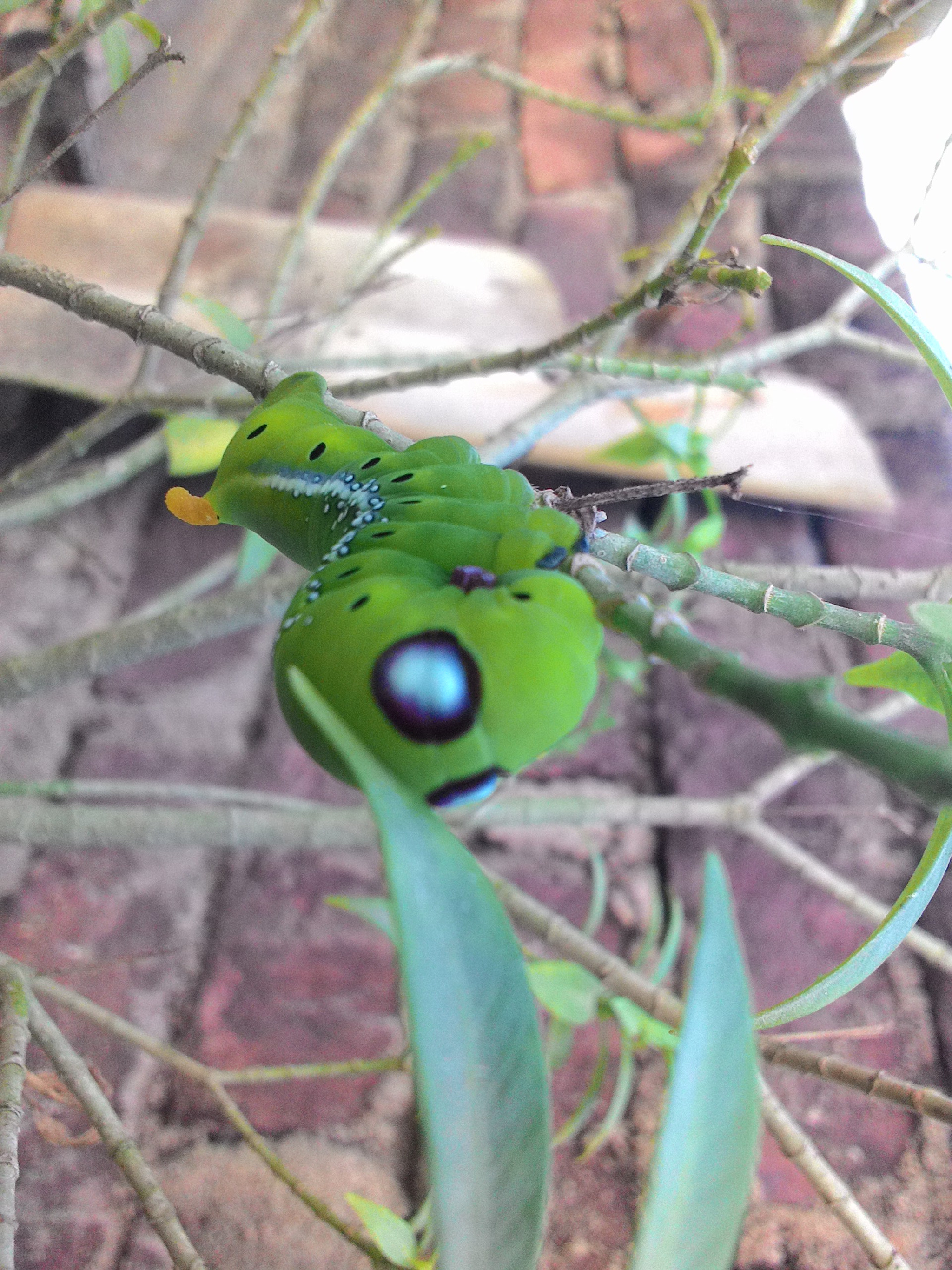 ASUS ZenFone 4 (A400CG) sample photo. Cute insect photography