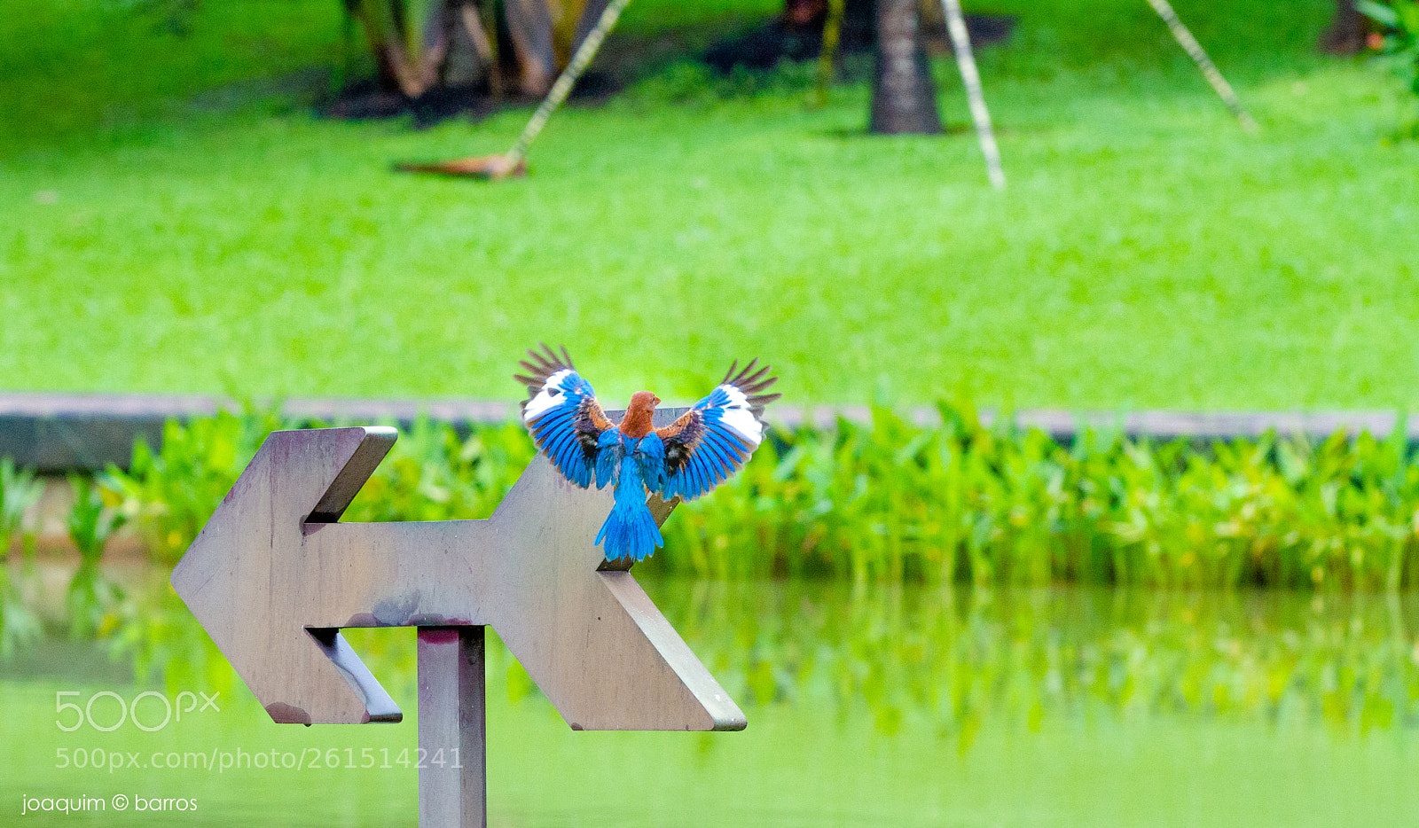 Canon EOS 7D sample photo. Stall landing photography