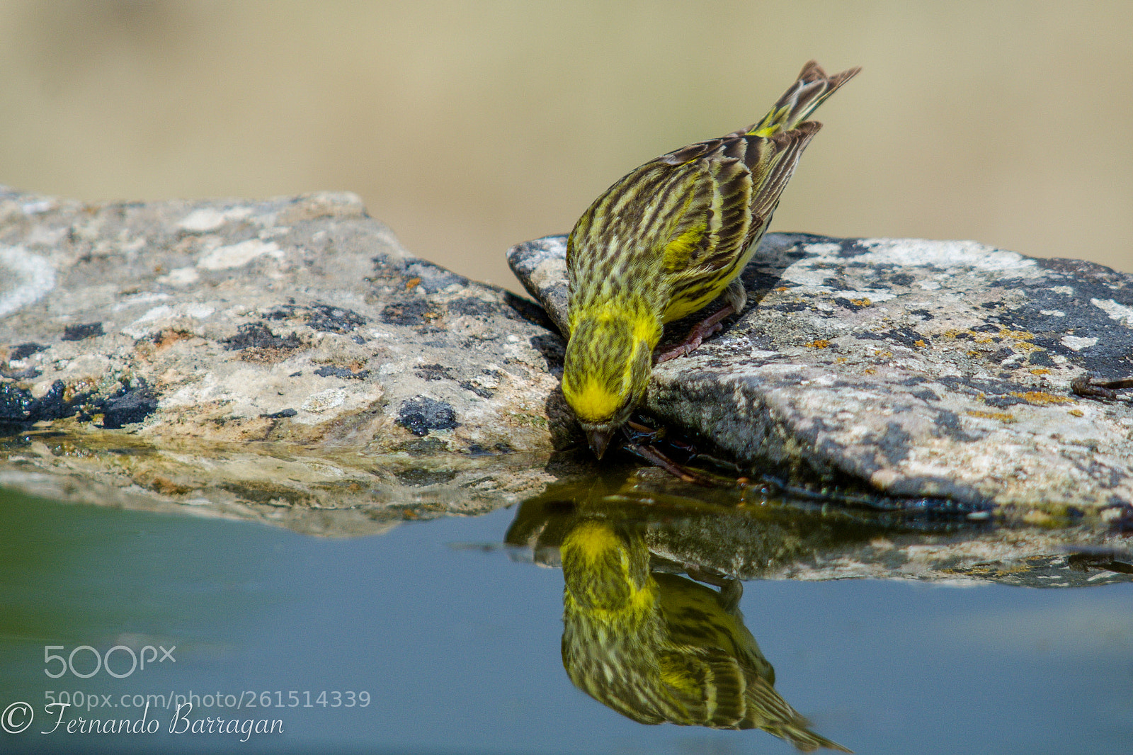 Nikon D7100 sample photo. Verdecillo drinking photography