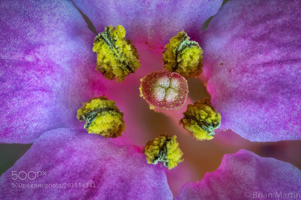 Sony a7R III sample photo. Bee target photography