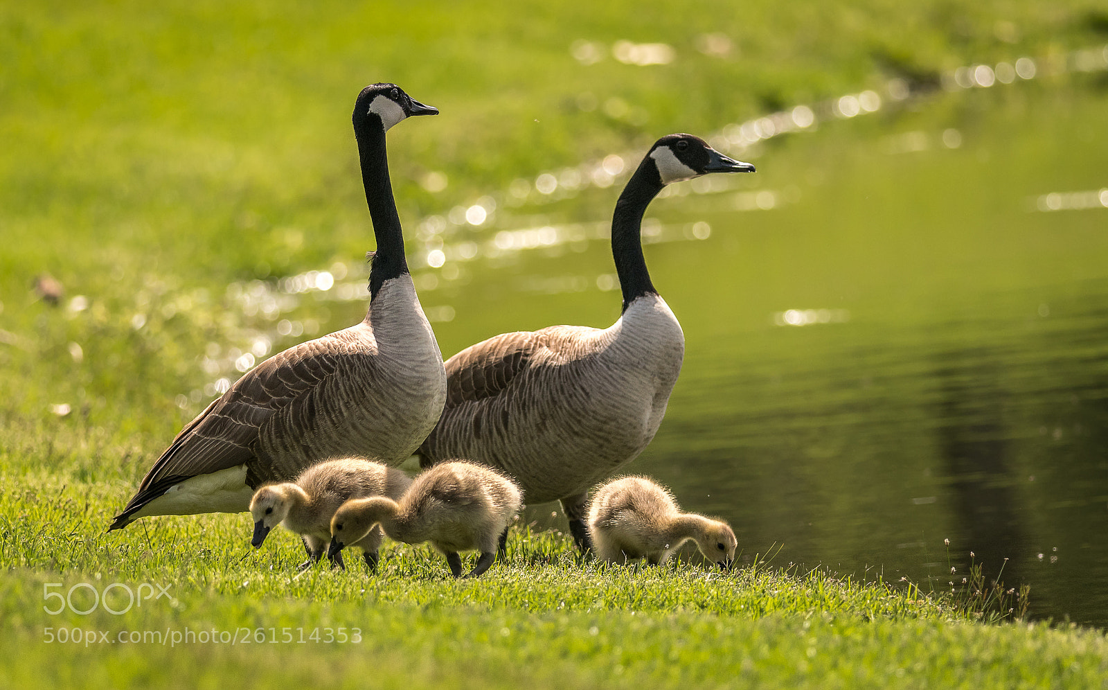 Nikon D500 sample photo. Spring babies photography