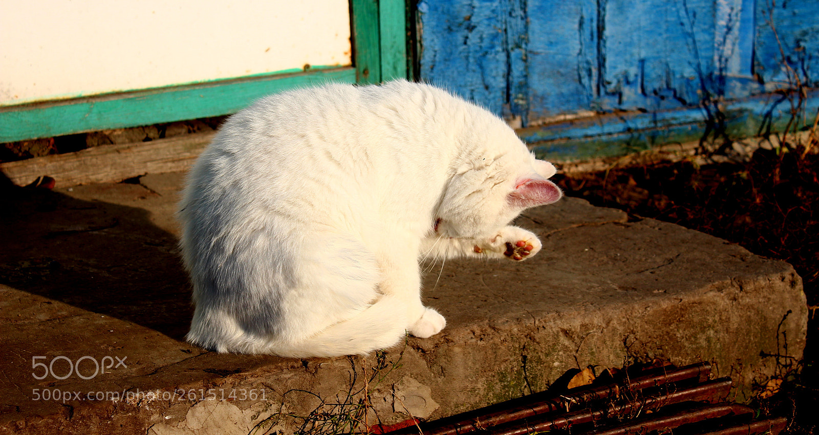 Canon EOS 600D (Rebel EOS T3i / EOS Kiss X5) sample photo. Img photography