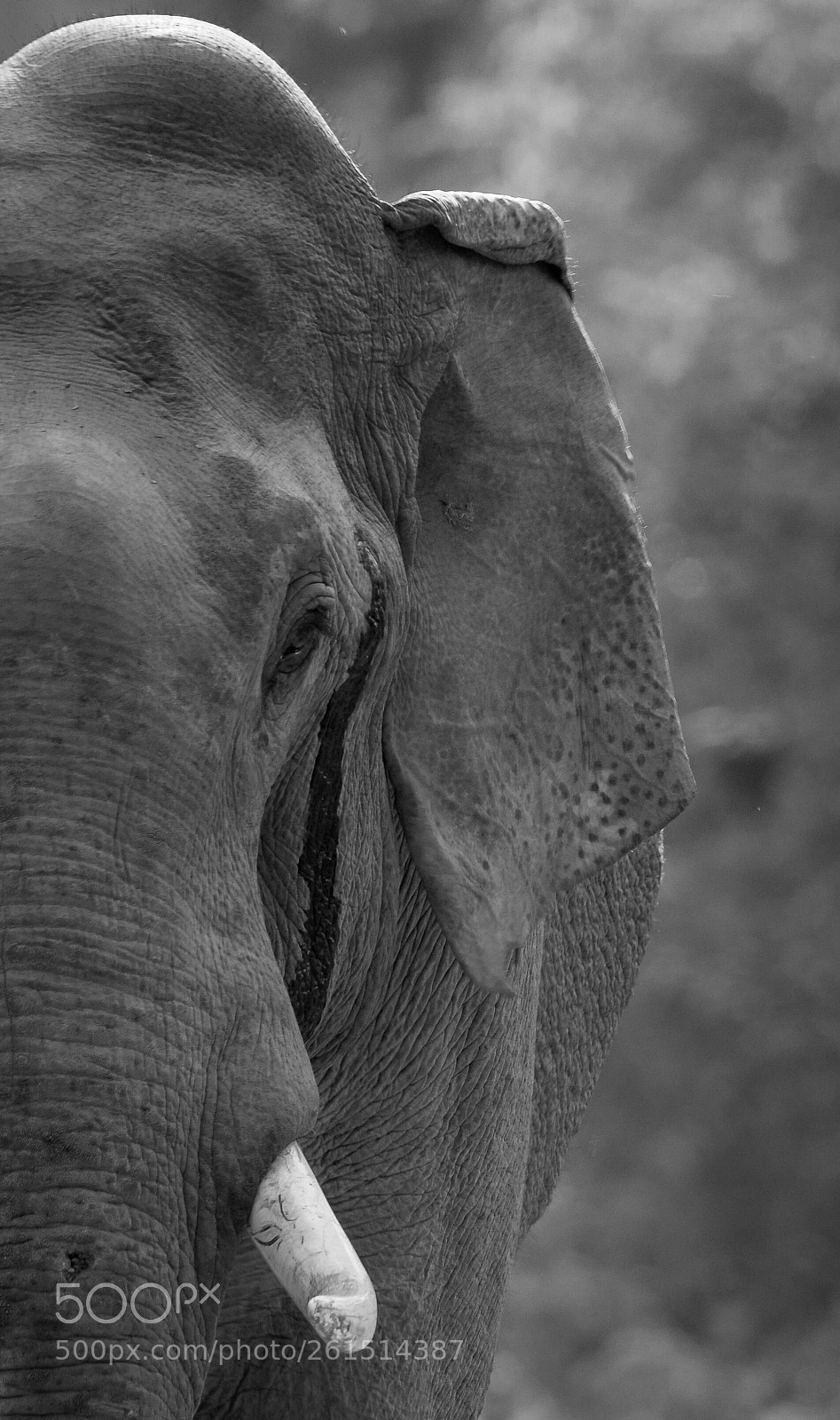 Nikon D500 sample photo. The tusker. photography