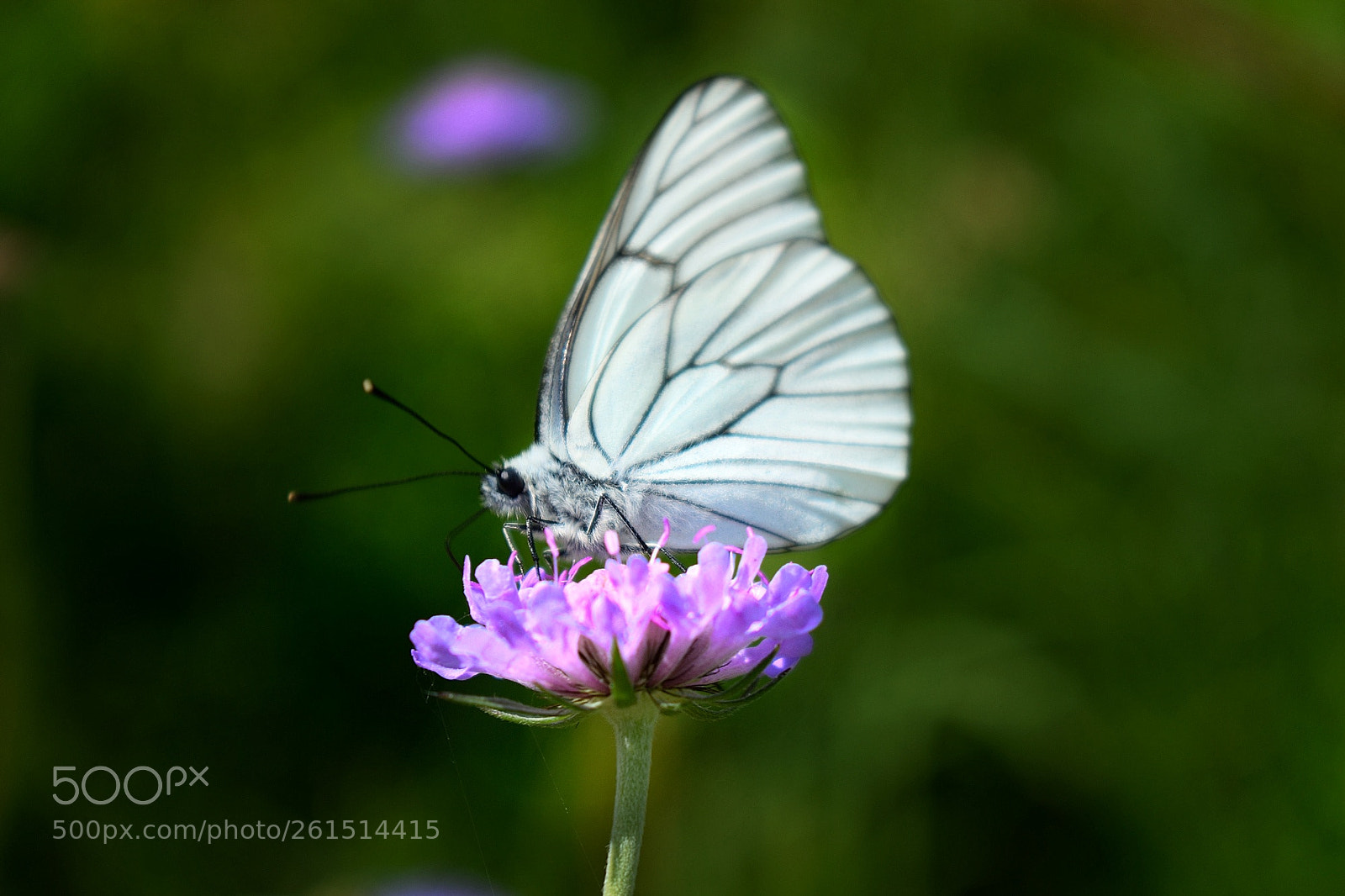 Nikon D3300 sample photo. White butterfly photography