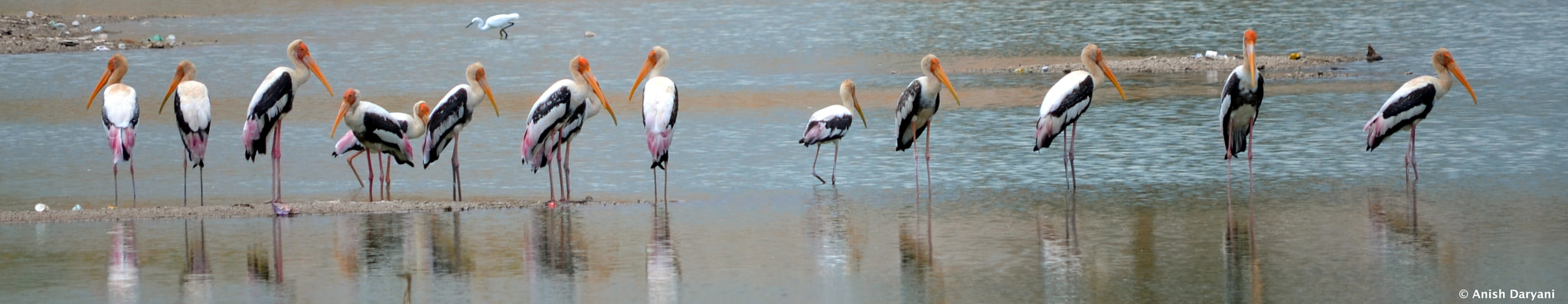 Nikon D5100 sample photo. Painted storks (standing tall together) photography