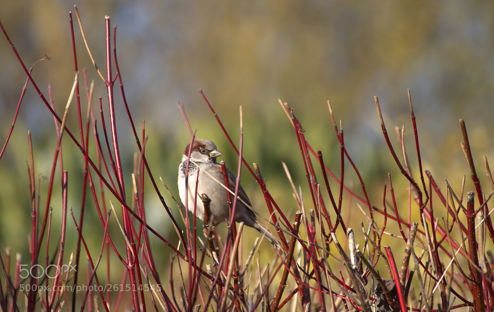 Nikon D5100 sample photo. Moineau sparrow photography