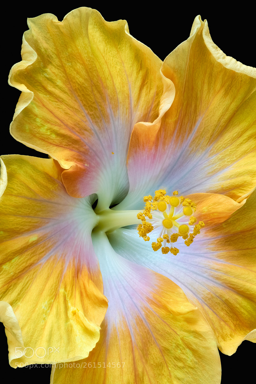 Nikon D810 sample photo. Hibiscus photography