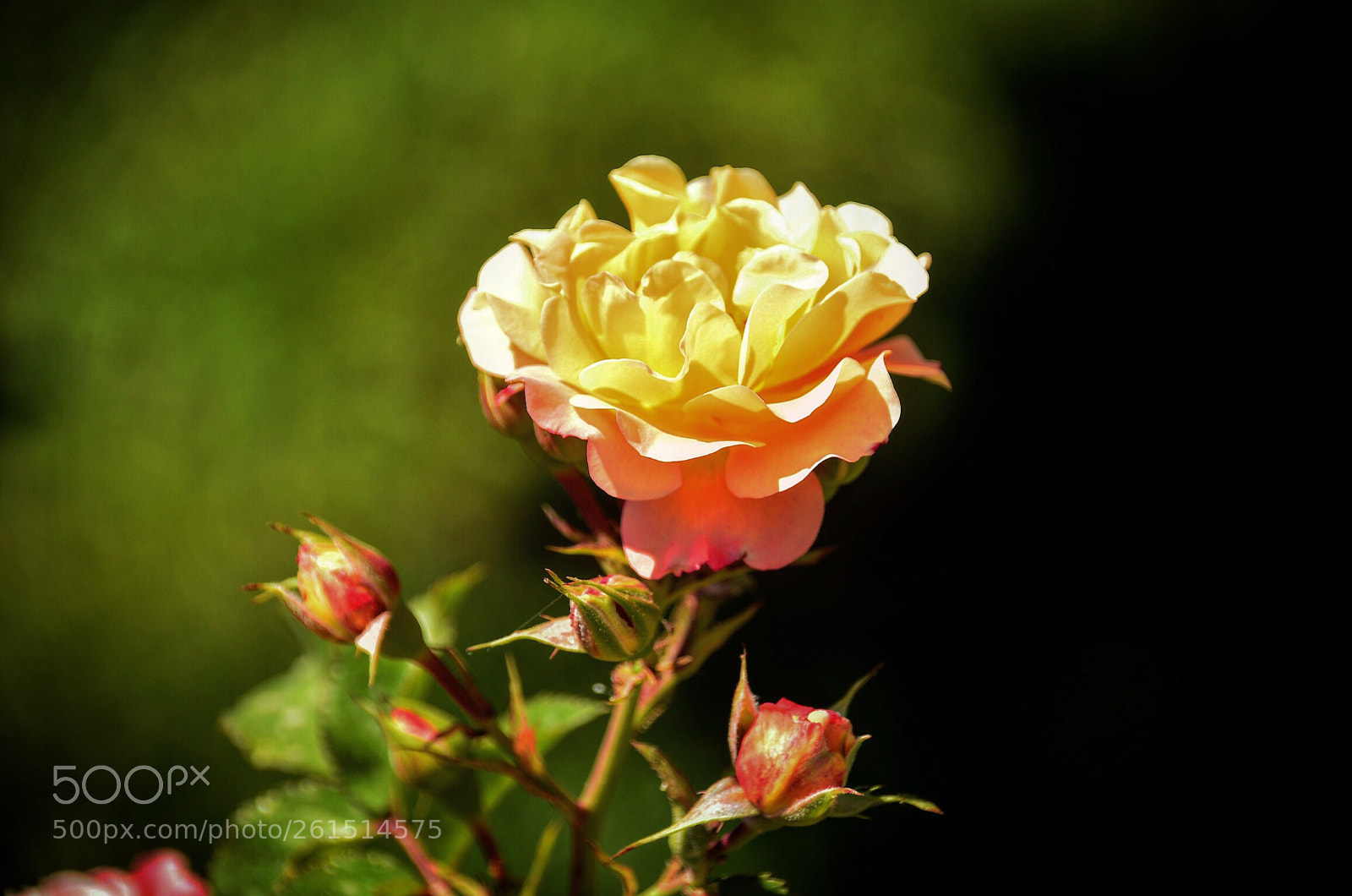 Nikon D7000 sample photo. The rose photography