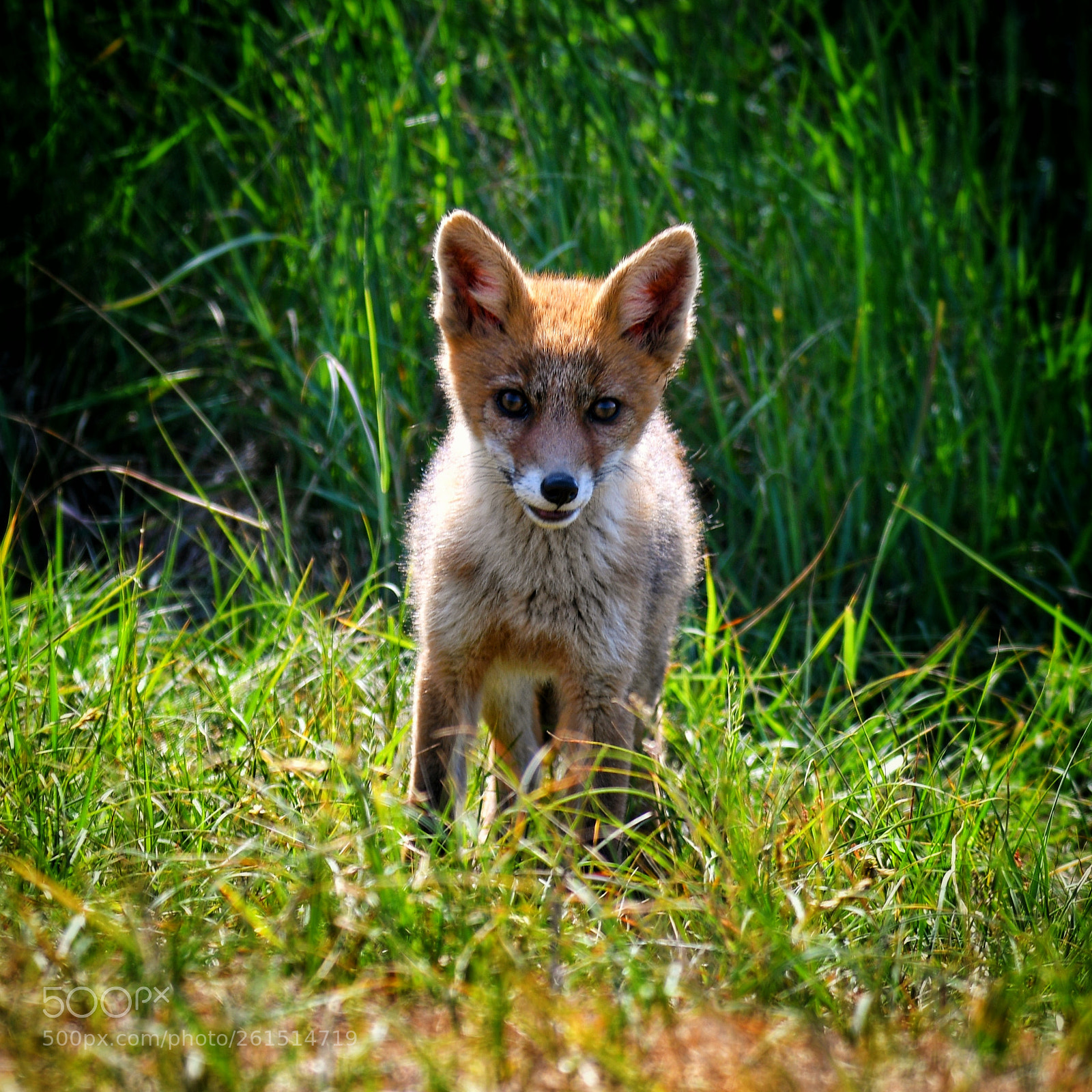 Nikon D7500 sample photo. Kit fox photography