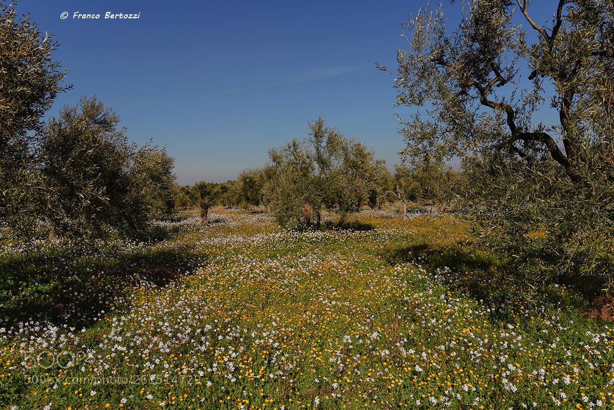 Nikon D610 sample photo. Flowers and olive trees photography