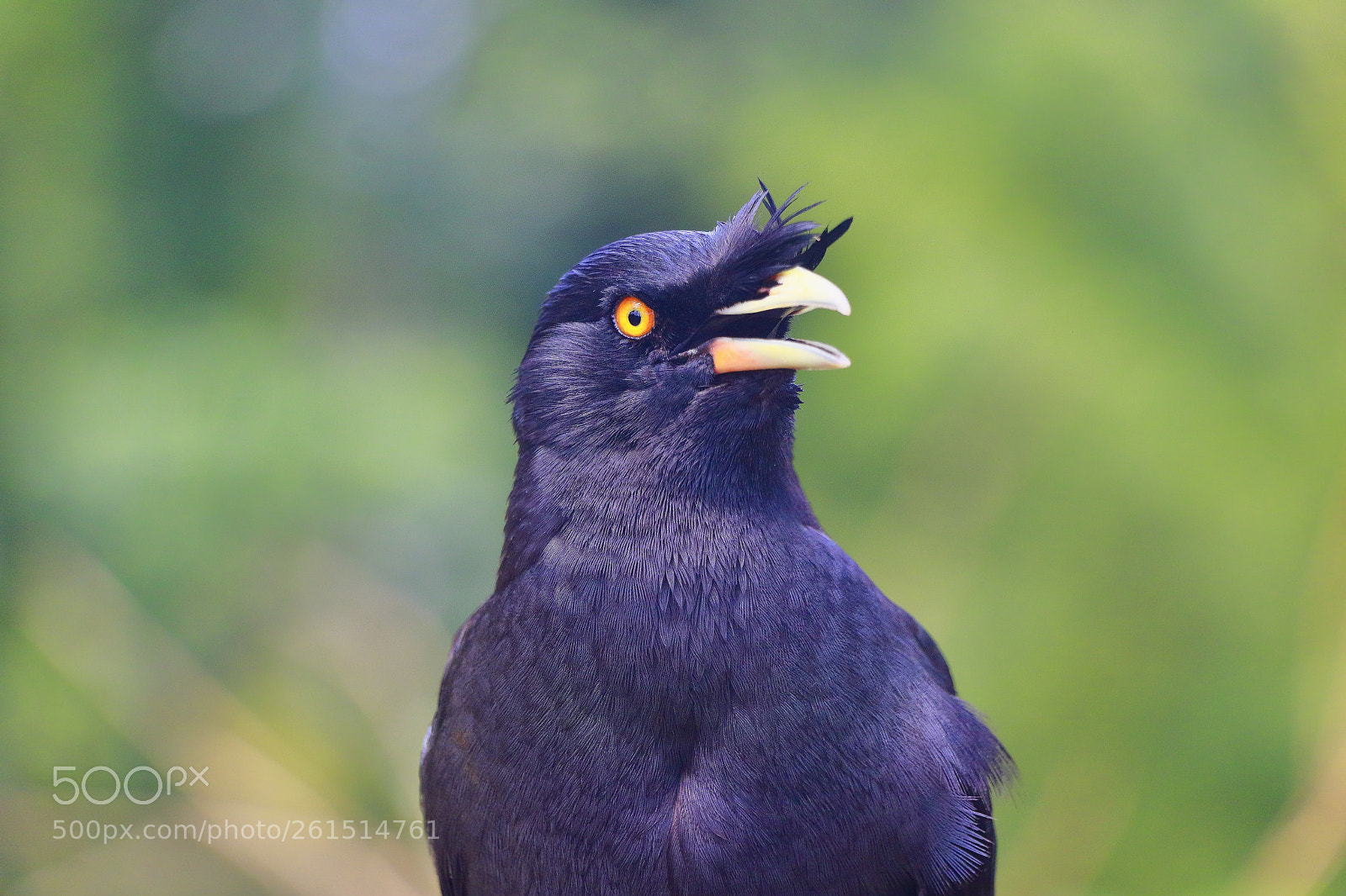 Canon EOS 80D sample photo. Angry bird photography