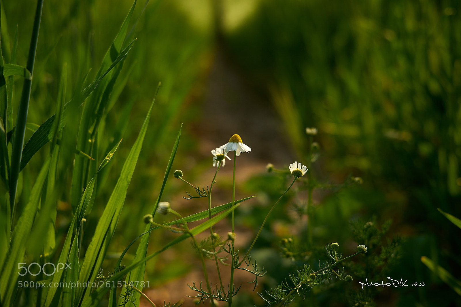 Sony a7 II sample photo. Klein doch so groß photography