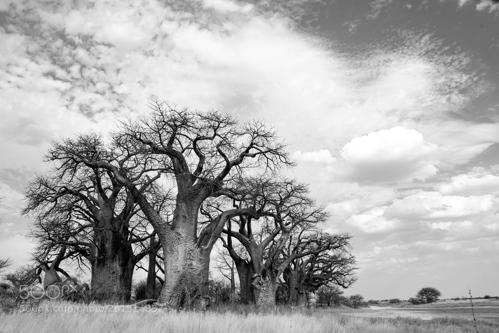 Nikon D3300 sample photo. Island of giants photography