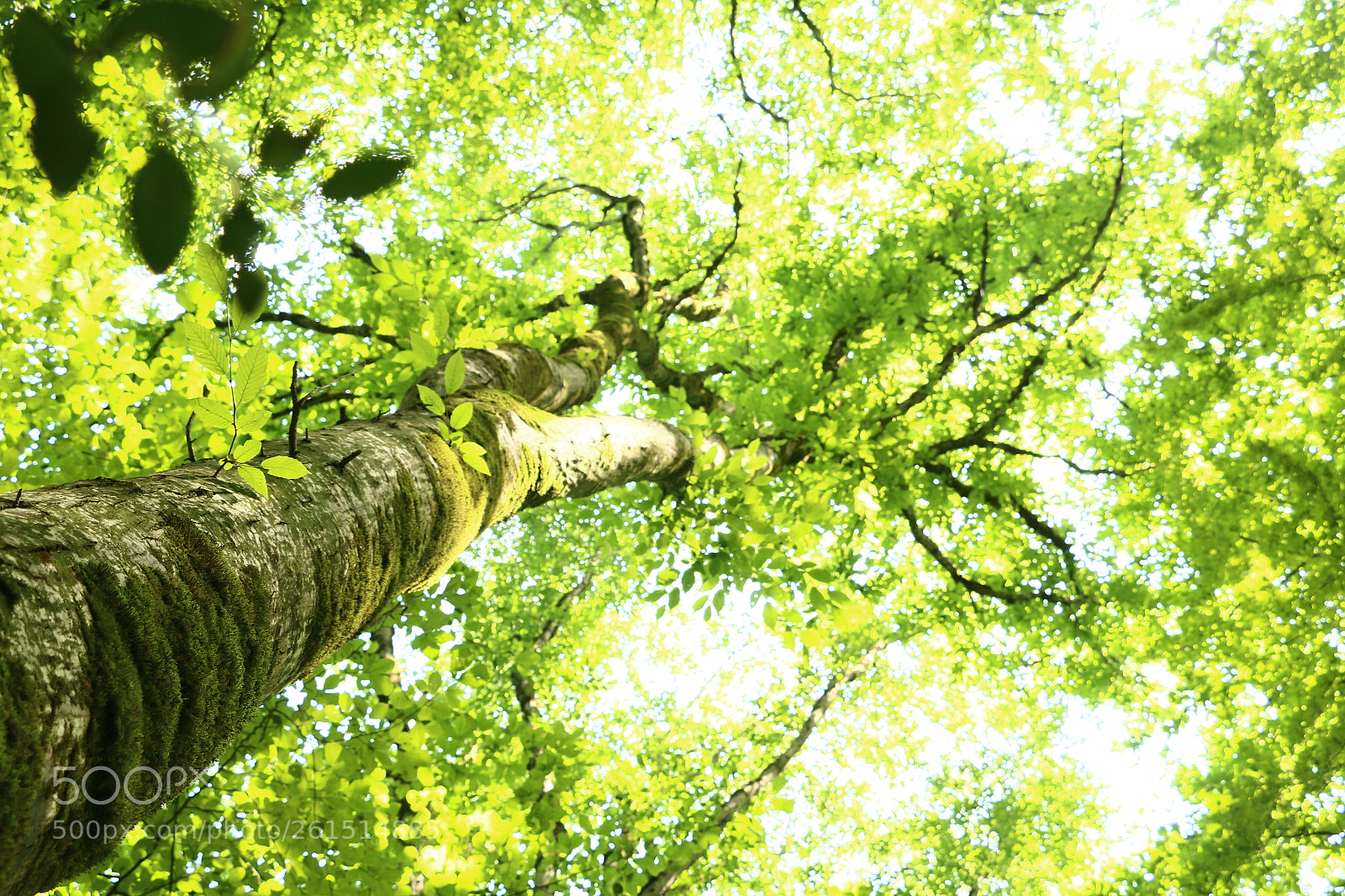 Canon EOS 70D sample photo. Tree photography
