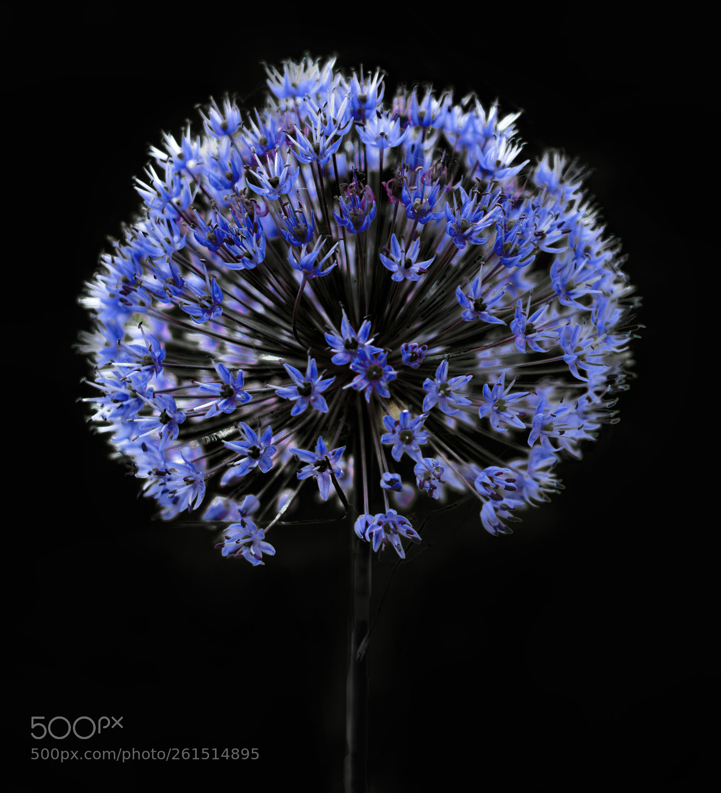 Nikon D3200 sample photo. Blue bloom on black photography