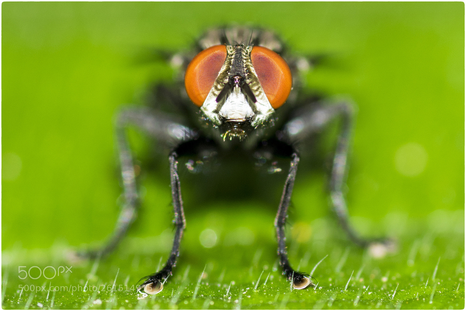 Nikon D5300 sample photo. Horse-fly photography