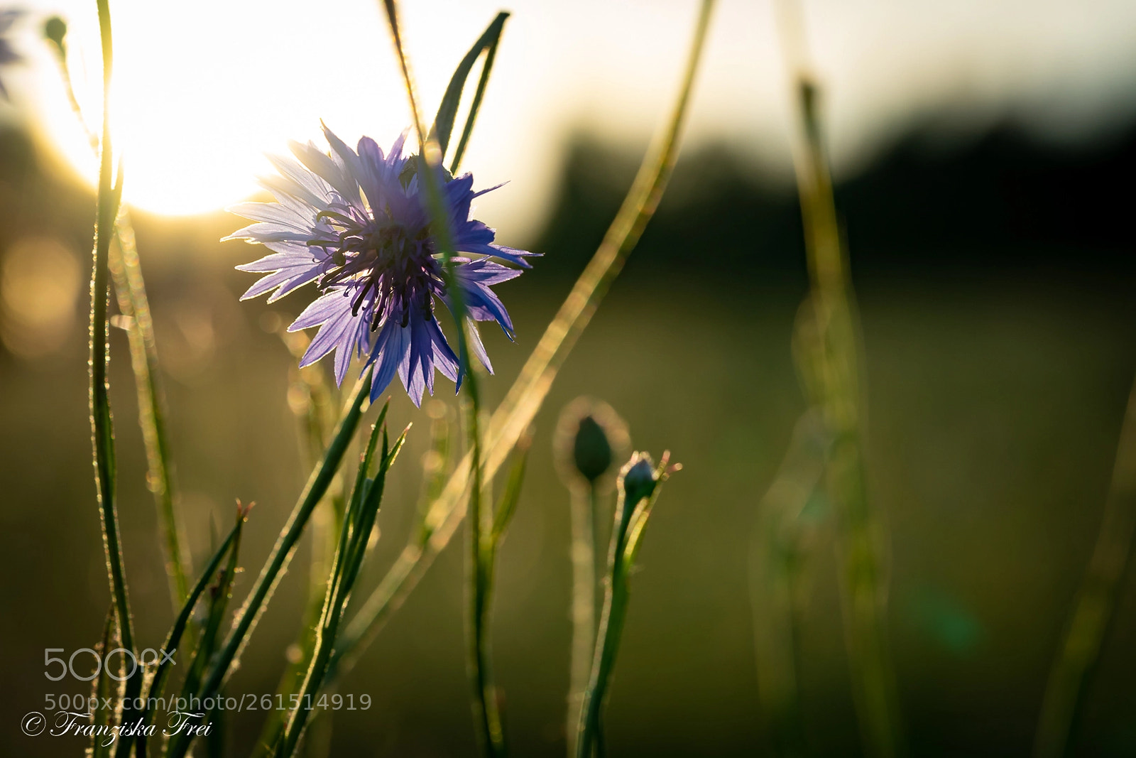 Sony a7 III sample photo. Wildflower - the first photography