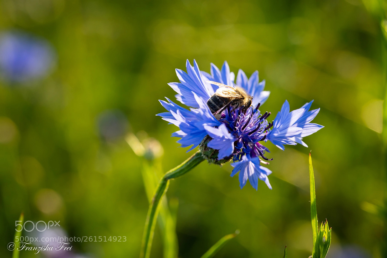 Sony a7 III sample photo. Busy bee photography