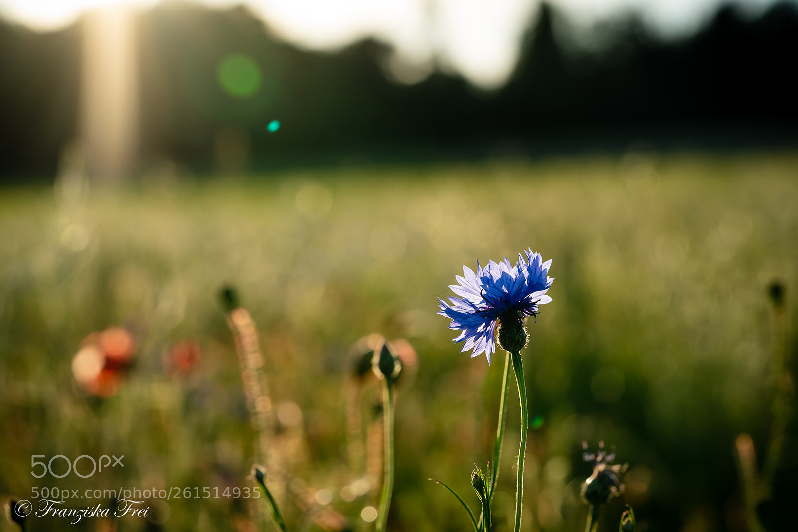 Sony a7 III sample photo. Wildflower - the second photography