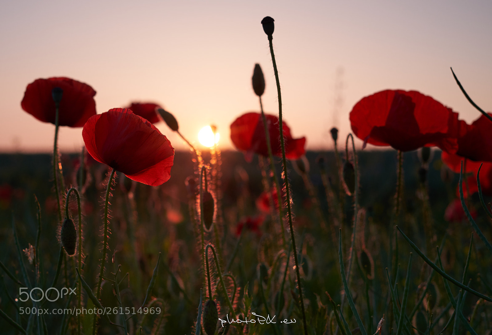 Sony a7 II sample photo. Sunset photography