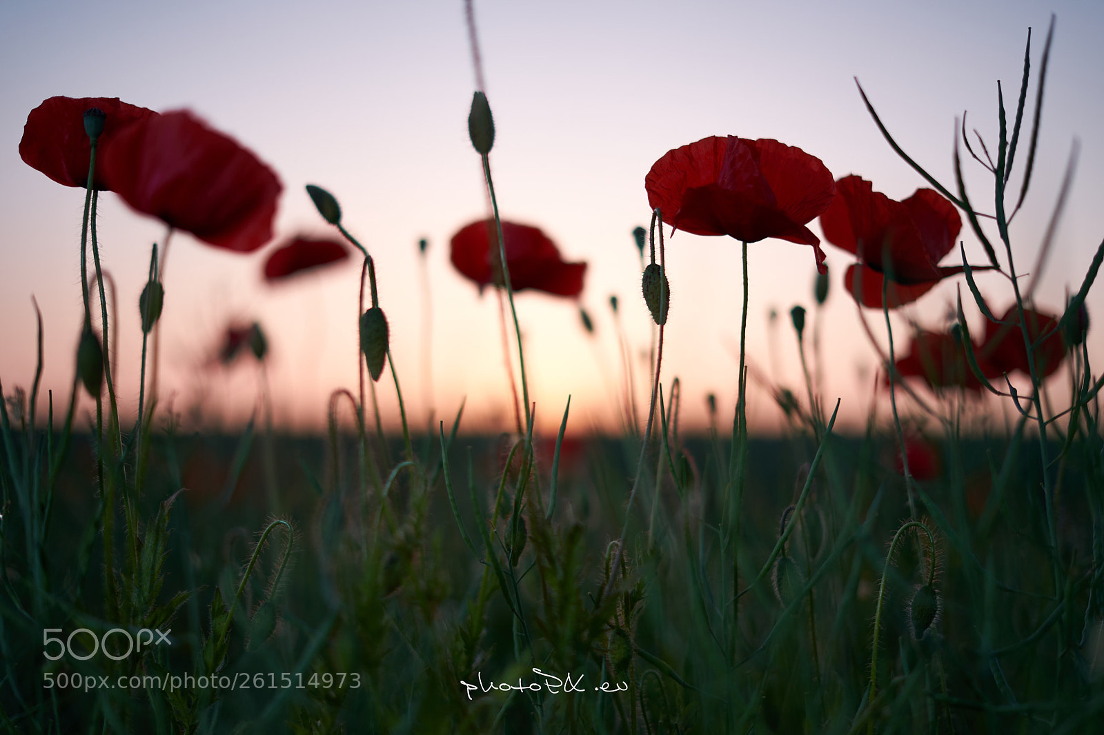 Sony a7 II sample photo. Sunset i photography