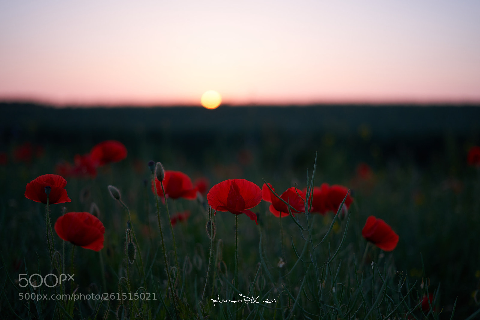 Sony a7 II sample photo. Sunset ii photography