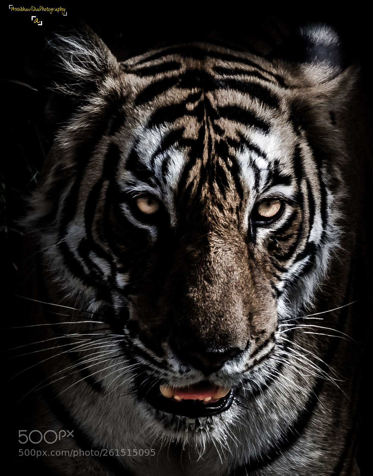 Nikon D5200 sample photo. Fear of fearless ferocious photography