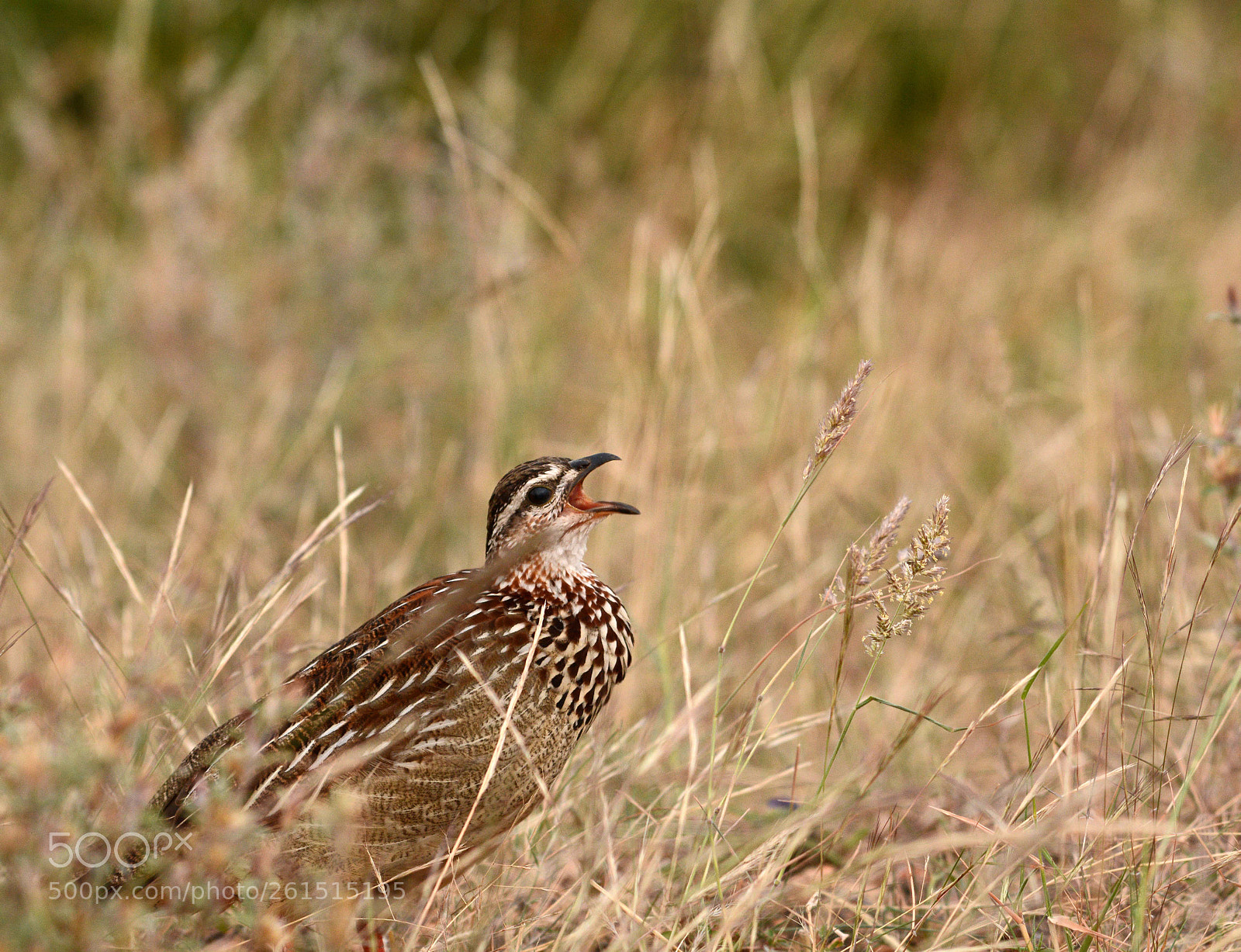 Nikon D7100 sample photo. Male sand grouse calling photography