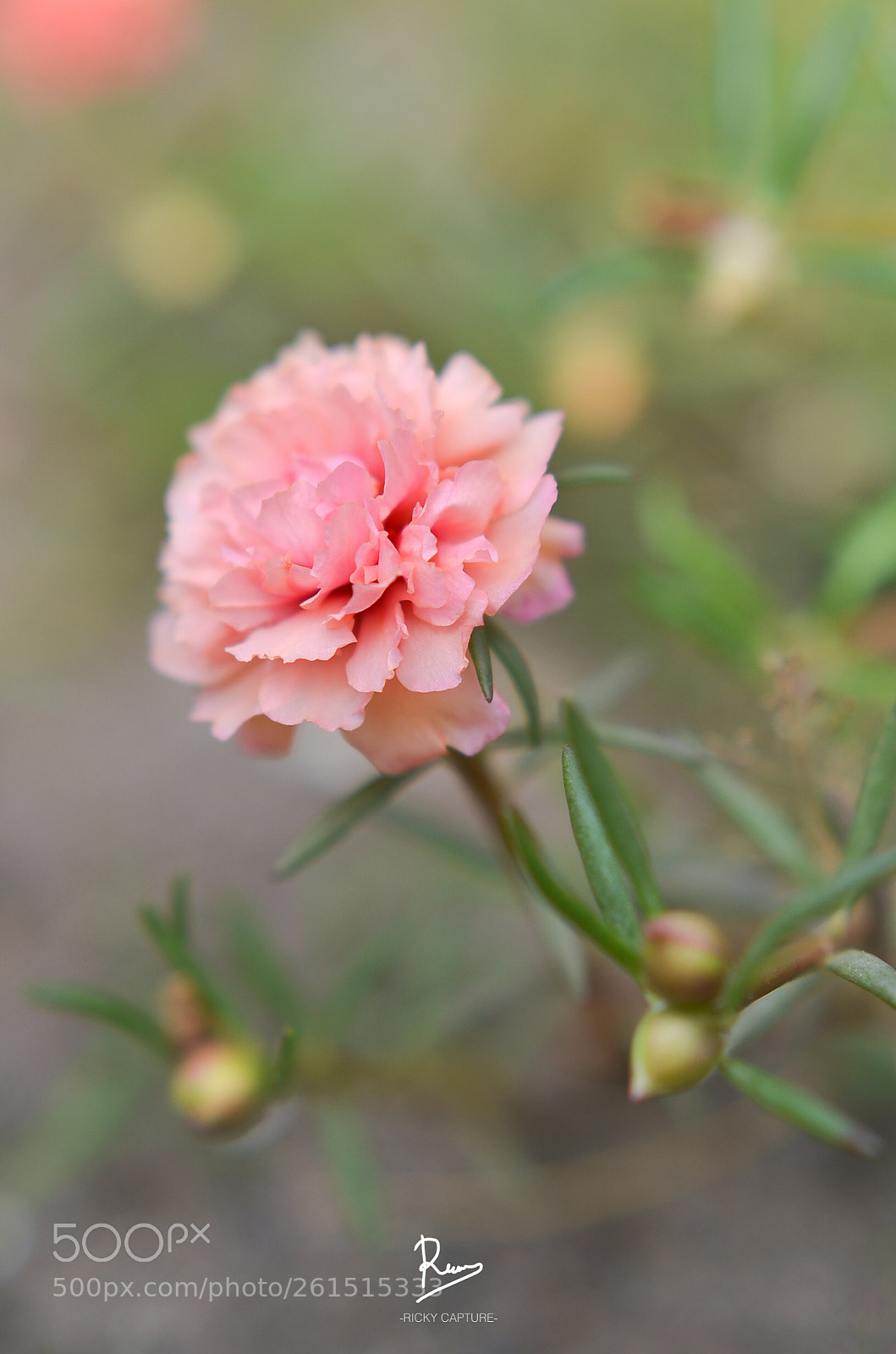 Nikon D7000 sample photo. Portulaca grandiflora | moss rose photography