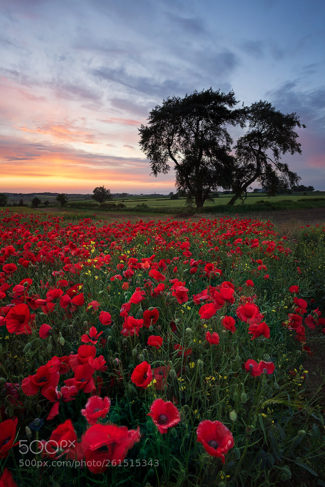 Canon EOS 6D sample photo. Poppies photography