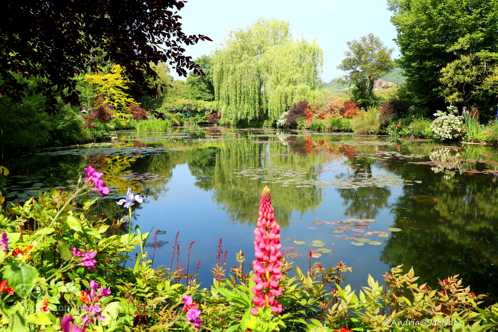 Canon EOS 750D (EOS Rebel T6i / EOS Kiss X8i) sample photo. Le bassin aux nymph photography