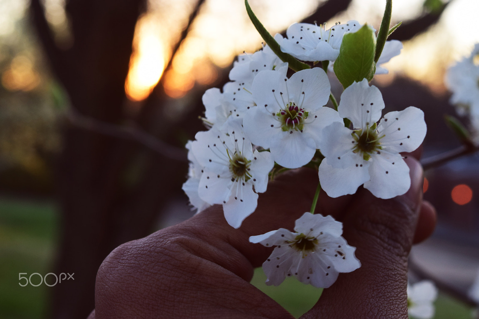 Nikon D5300 sample photo. Dsc photography