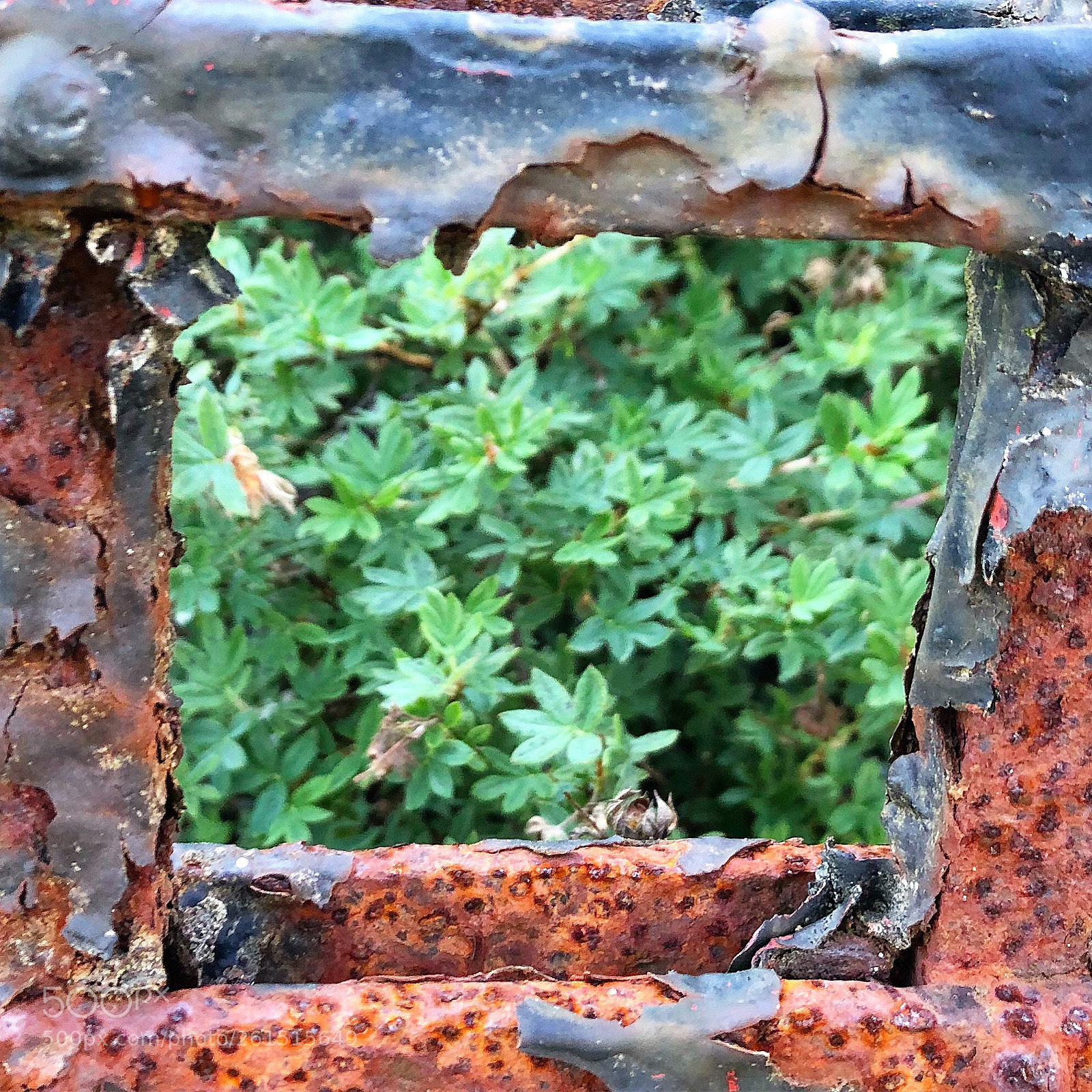 Apple iPhone 8 Plus sample photo. Rusty metalframe photography