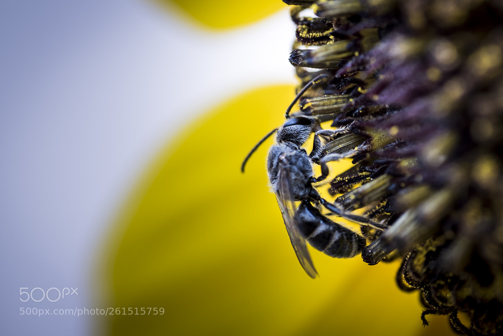 Nikon D750 sample photo. Bee and pollination photography