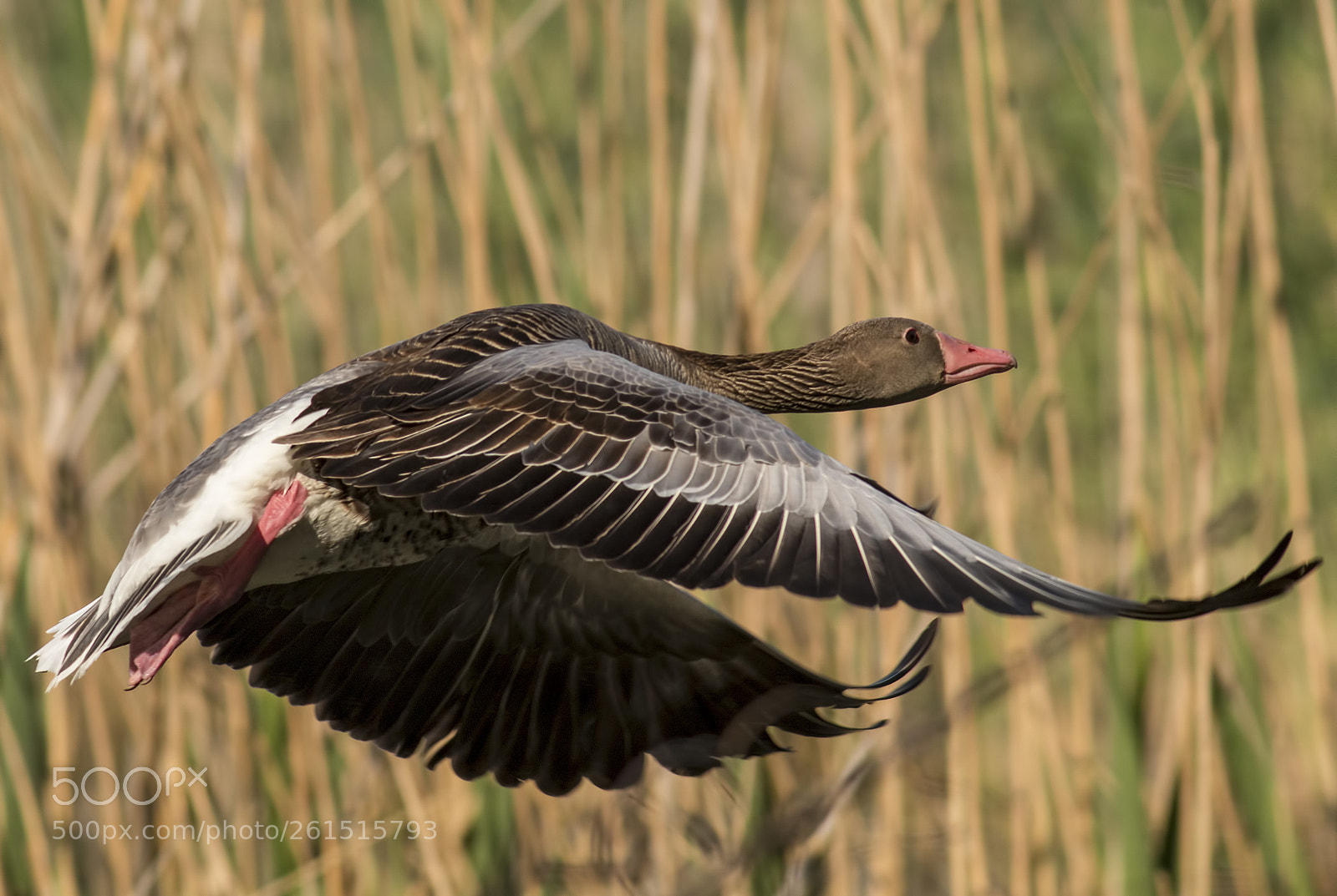 Canon EOS 70D sample photo. Greylag geese photography