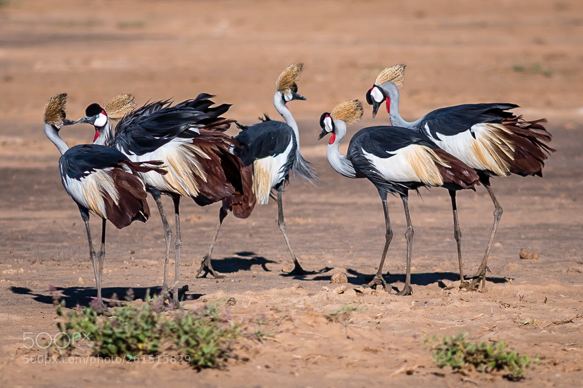 Nikon D750 sample photo. Grey crowned crane balearica photography