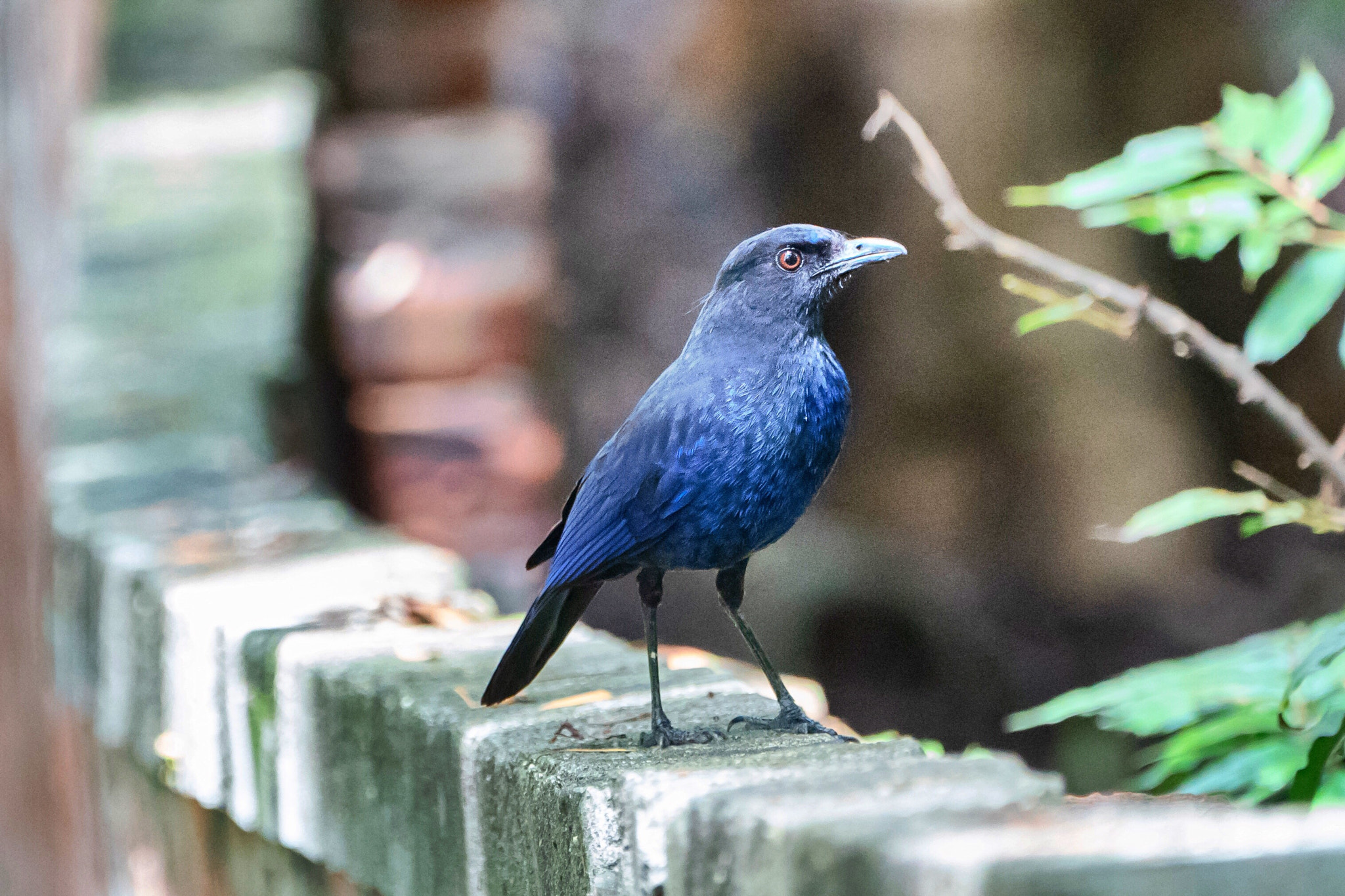 Sony a9 sample photo. Taiwan whistling thrush photography