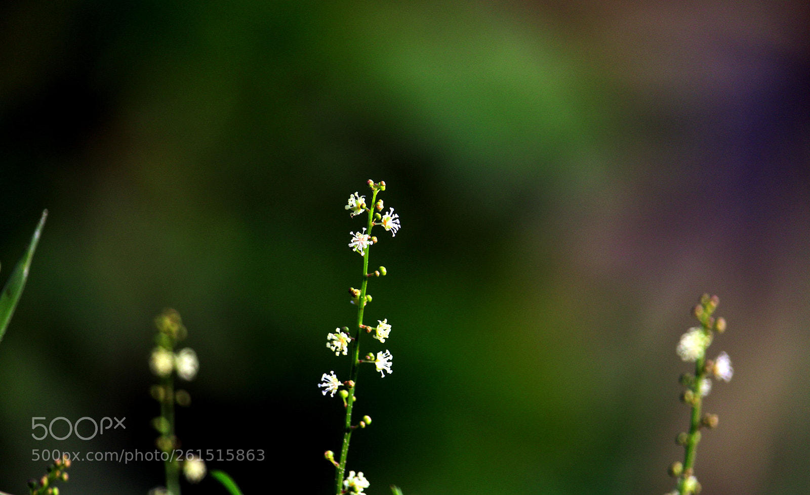 Canon EOS 700D (EOS Rebel T5i / EOS Kiss X7i) sample photo. Abstract flower photography