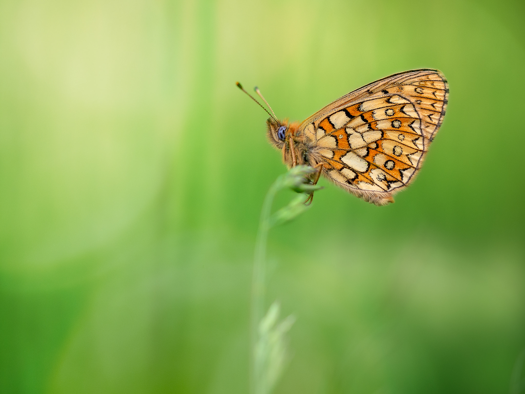 Panasonic DMC-G81 sample photo. Boloria eunomia photography