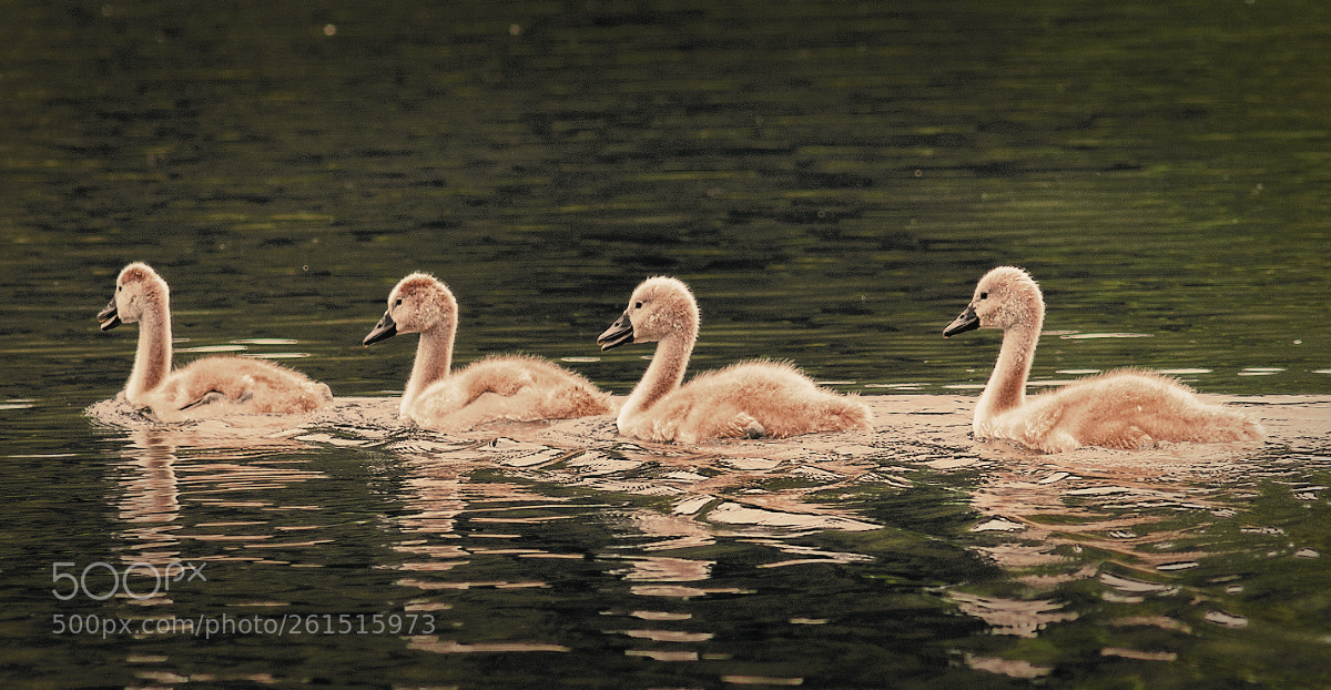 Canon EOS 70D sample photo. Four tong swans photography